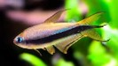 Tetra emperor — 2.5